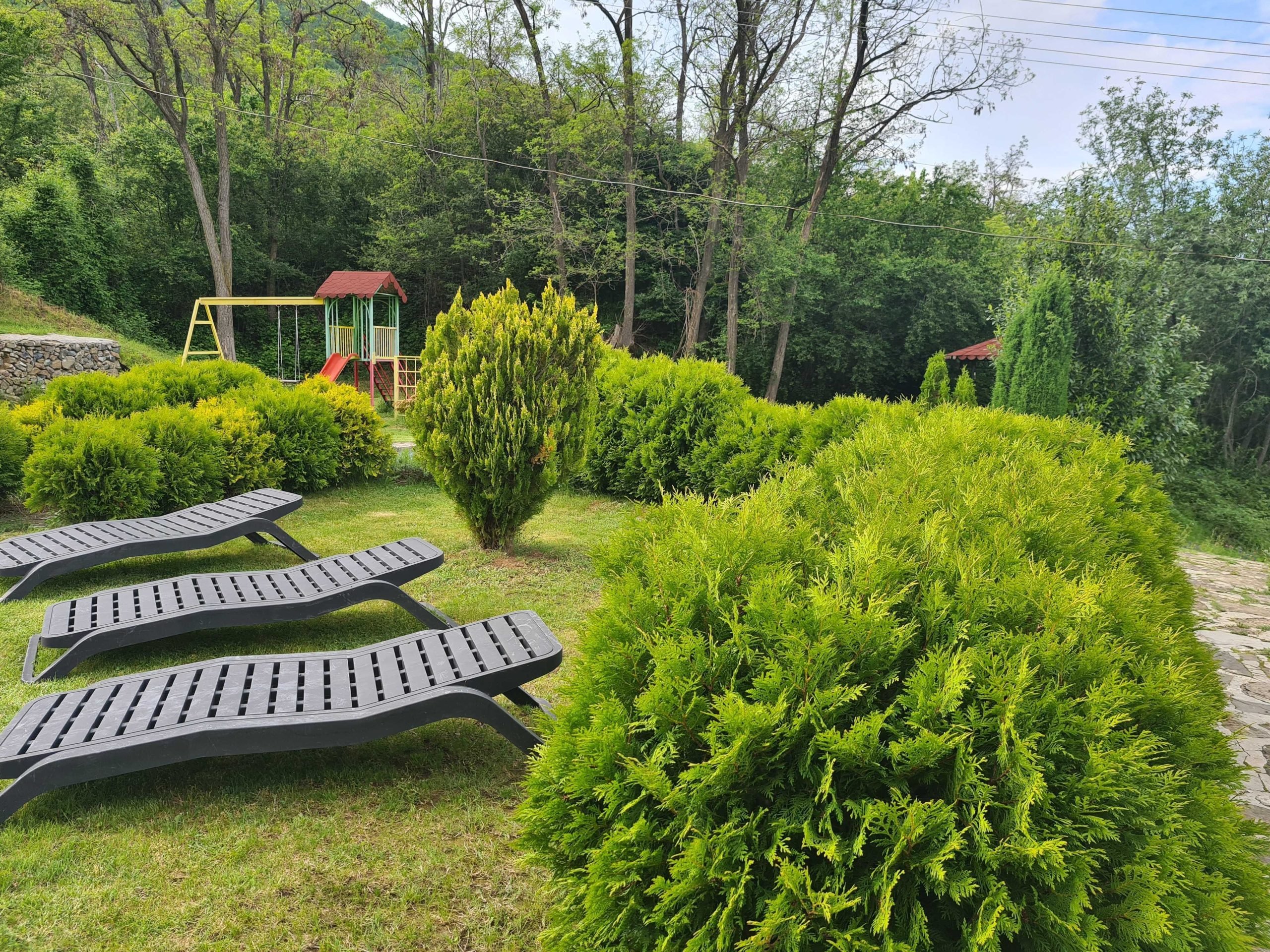 backyard-with-trees
