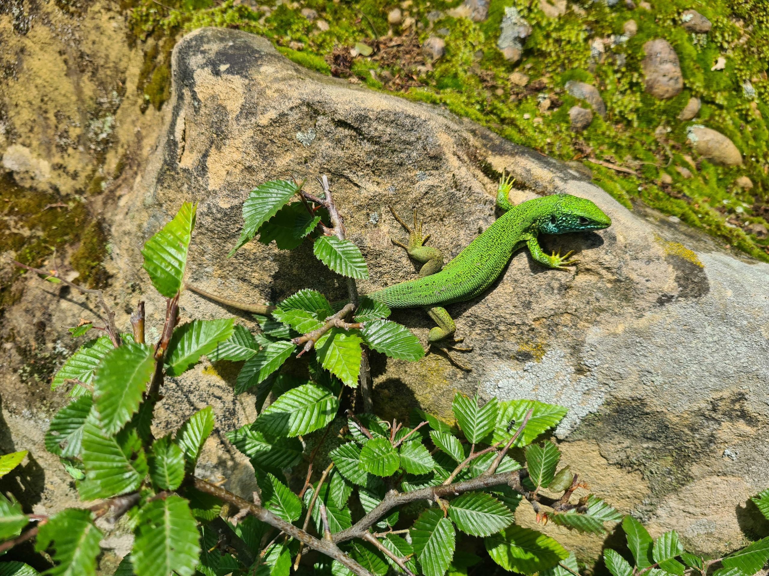 green-salamander
