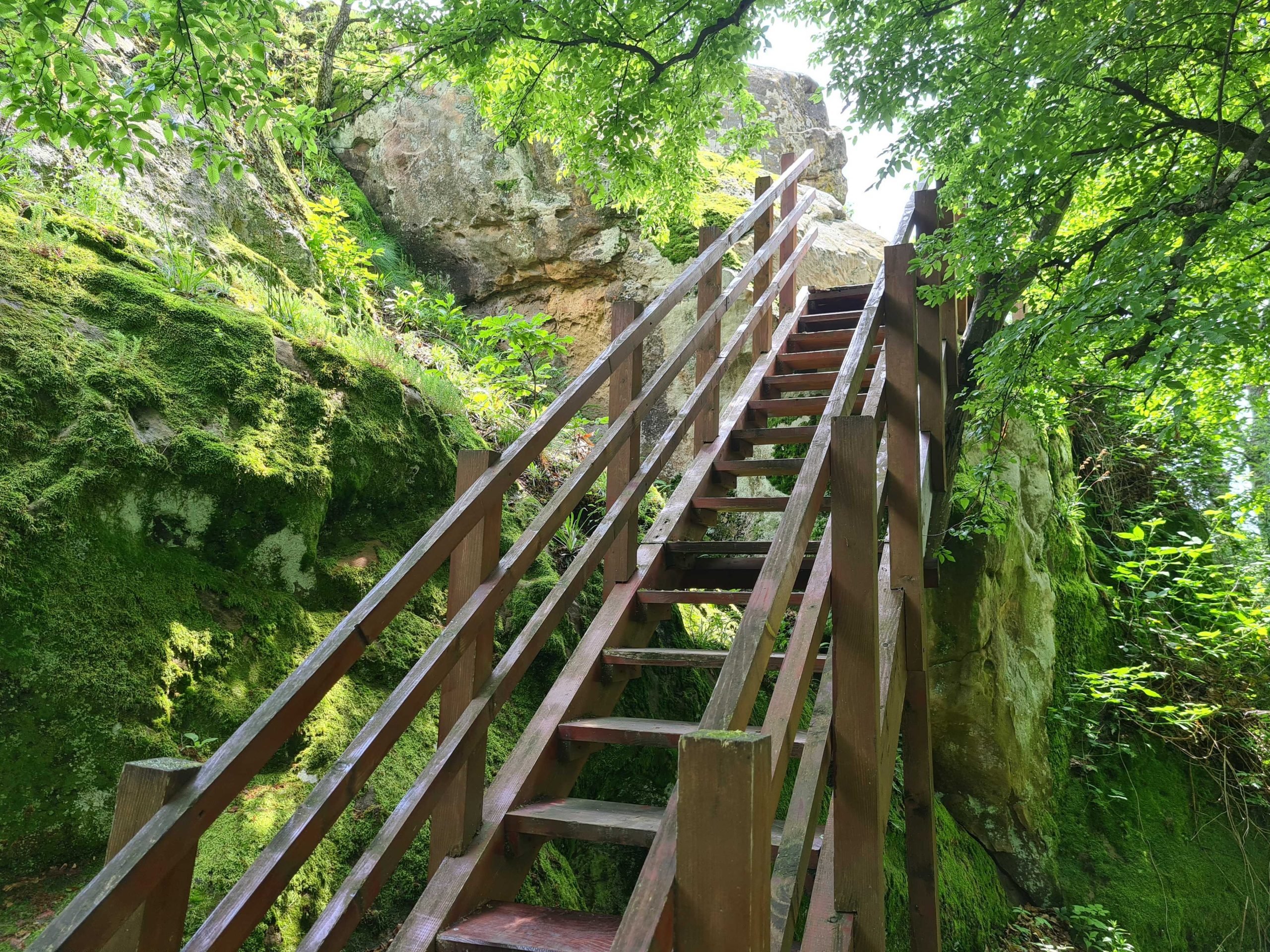 stairs-in-the-forest